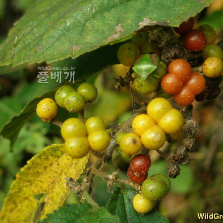 장구밥나무(Grewia biloba G.Don) : 여울목
