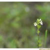 큰산좁쌀풀(Euphrasia hirtella Jord.) : 산들꽃