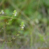 큰산좁쌀풀(Euphrasia hirtella Jord.) : 산들꽃