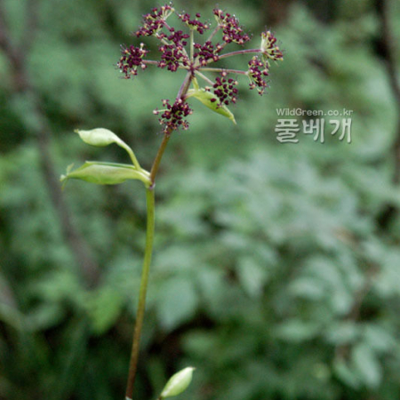바디나물(Angelica decursiva (Miq.) Franch. & Sav.) : 河志