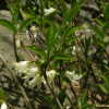 매화말발도리(Deutzia uniflora Shirai) : 둥근바위솔