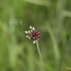 산달래(Allium macrostemon Bunge) : 설뫼