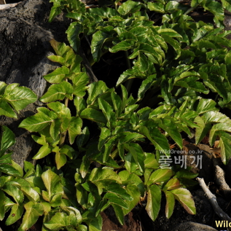 갯강활(Angelica japonica A.Gray) : 통통배
