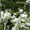 만첩조팝나무(Spiraea prunifolia Siebold & Zucc.) : 별꽃