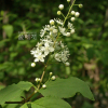 꼬리말발도리(Deutzia paniculata Nakai) : Hanultari