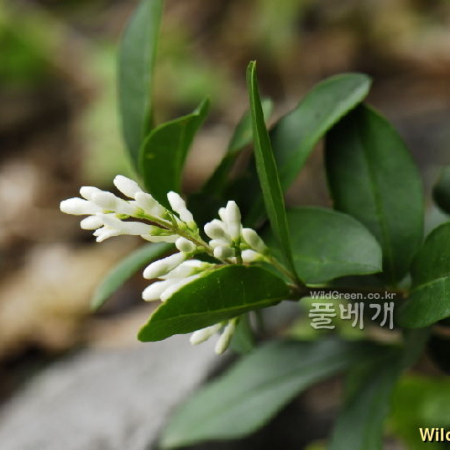 광나무(Ligustrum japonicum Thunb.) : 통통배
