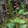 분홍노루발(Pyrola asarifolia subsp. incarnata (DC.) Haber & Hideki Takahashi) : 통통배