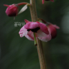 분홍노루발(Pyrola asarifolia subsp. incarnata (DC.) Haber & Hideki Takahashi) : 통통배