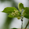염주나무(Tilia mandshurica Rupr. & Maxim. var. megaphylla (Nakai) Liou & A.J.Li) : 설뫼