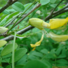 참골담초(Caragana fruticosa (Pall.) Besser) : 박용석