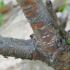개벚지나무(Prunus glandulifolia Rupr.) : 도리뫼