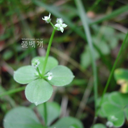 털둥근갈퀴(Galium kamtschaticum Steller ex Roem. & Schult. var. yakusimense (Masam.) T.Yamaz.) : 벼루