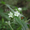 지치(Lithospermum murasaki Siebold) : 벼루