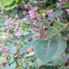 싸리(Lespedeza bicolor Turcz.) : 바지랑대