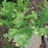 거문도닥나무(Wikstroemia ganpi (Siebold & Zucc.) Maxim.) : kplant1