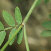 자주개황기(Astragalus laxmannii Jacq.) : 무심거사