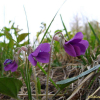 흰털제비꽃(Viola hirtipes S.Moore) : 설뫼