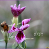 카네이션(Dianthus caryophyllus L.) : 산들꽃
