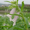 참깨(Sesamum indicum L.) : 河志