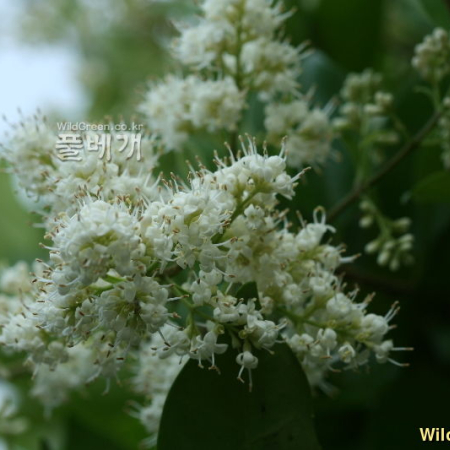 당광나무(Ligustrum lucidum Aiton) : 풀잎사랑