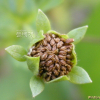 개소시랑개비(Potentilla supina L. subsp. paradoxa (Nutt.) Soj?k) : 버들피리