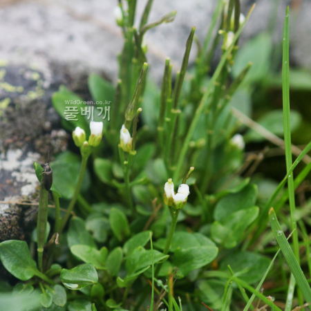 애기냉이(Cardamine bellidifolia L.) : 무심거사
