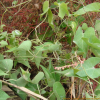 덩굴민백미꽃(Cynanchum japonicum C.Morren & Decne.) : 박용석(eparkyohan)
