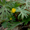 왜미나리아재비(Ranunculus franchetii H.Boissieu) : 麥友