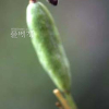 대청부채(Iris dichotoma Pall.) : 김새벽