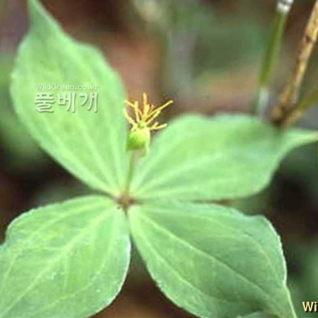 네잎삿갓나물(Paris tetraphylla A.Gray) : kplant1