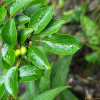 돌갈매나무(Rhamnus parvifolia Bunge) : 무심거사