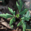 회리바람꽃(Anemone reflexa Steph. & Willd.) : 카르마