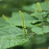 사람주나무(Neoshirakia japonica (Siebold & Zucc.) Esser) : 산들꽃