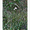 해오라비난초(Habenaria radiata (Thunb. ex Murray) Spreng.) : 곰배령