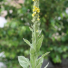 우단담배풀(Verbascum thapsus L.) : 통통배