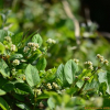 덩굴모밀(Persicaria chinensis (L.) Nakai) : habal