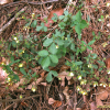 세잎양지꽃(Potentilla freyniana Bornm.) : 청암