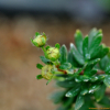 물싸리(Dasiphora fruticosa (L.) Rydb.) : 벼루