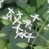 참으아리(Clematis terniflora DC.) : 꽃사랑