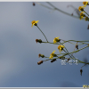 가는금불초(Inula linariifolia Turcz.) : 별꽃