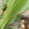 난사초(Carex lasiolepis Franch.) : 고들빼기