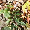 은분취(Saussurea gracilis Maxim.) : 무심거사