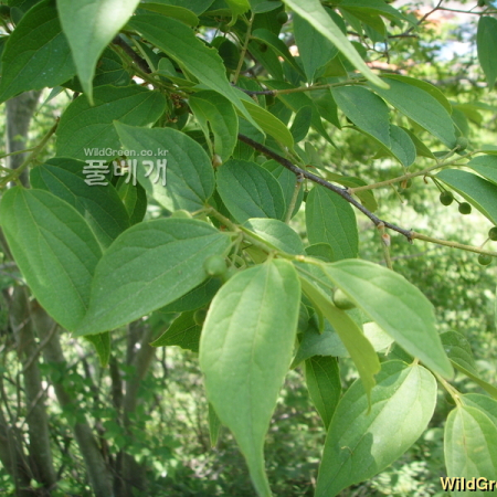 폭나무(Celtis biondii Pamp.) : 봄까치꽃