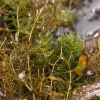 붕어마름(Ceratophyllum demersum L.) : 고들빼기