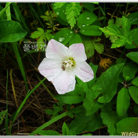 애기메꽃(Calystegia hederacea Wall.) : 추풍
