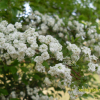 만첩조팝나무(Spiraea prunifolia Siebold & Zucc.) : 별꽃
