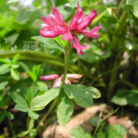 달구지풀(Trifolium lupinaster L.) : 벼루