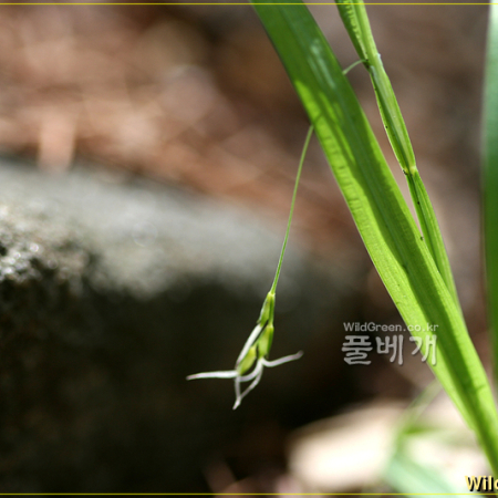낚시사초(Carex filipes Franch. & Sav.) : 추풍