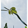 칡(Pueraria lobata (Willd.) Ohwi) : 현촌