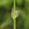 돌피(Echinochloa crus-galli (L.) P.Beauv.) : 봄까치꽃